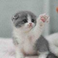 دانلود آهنگ بشه منه فداش بشمه منه