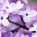 آهنگ رعنا شاد عروسی