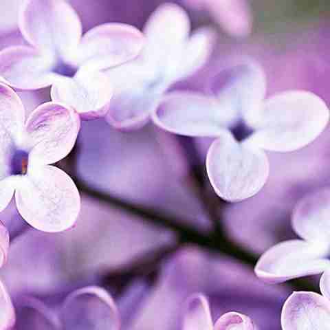 آهنگ رعنا شاد عروسی آهنگ رعنا شاد عروسی