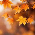 دوباره باز پاییز اومدو برگارو چید با صدای بچه