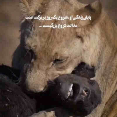 ریمیکس عدالت دروغ بزرگیست اینستاگرام