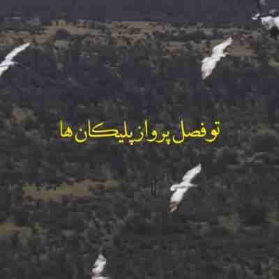 تو فصل پرواز پلیکان ها ریمیکس