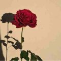 مه دی عکسد وناو گوشیم نیرم ریمیکس